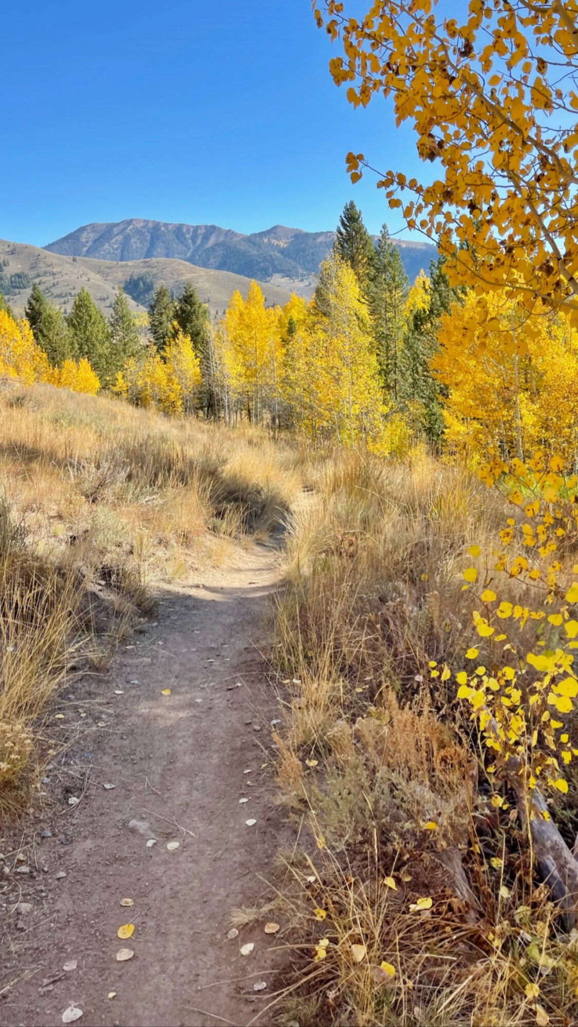 why we love idaho